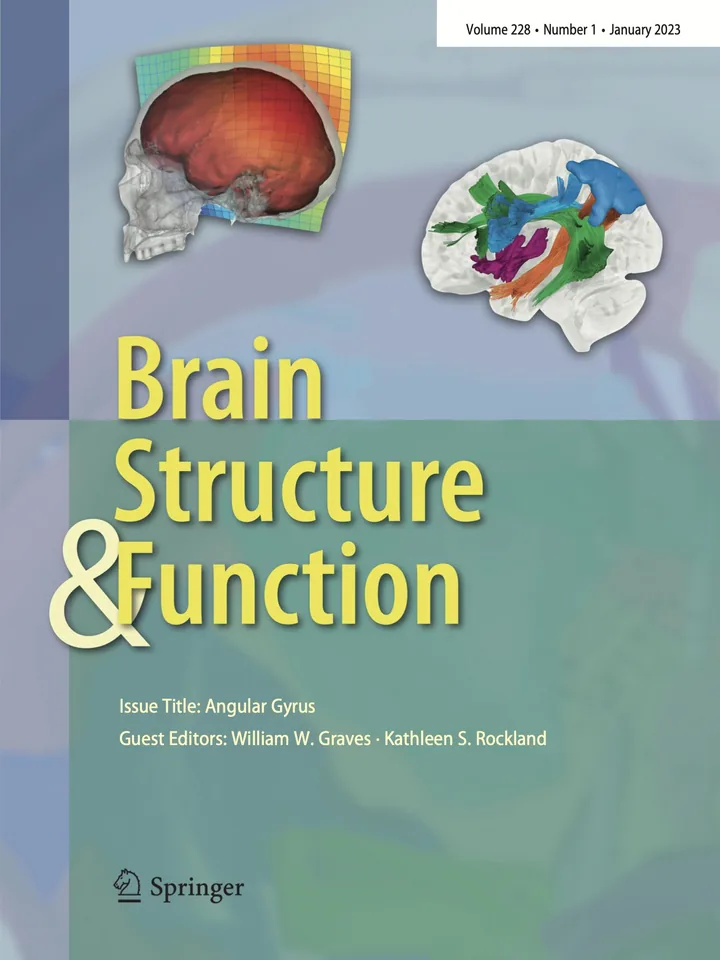 Brain Structure and Function Ocak 2023 sayısının kapağı: angular girus özel sayısı; kafatası içinde beyin yüzeyi rekonstrüksiyonu ve traktografi ile gösterilen beyaz cevher yolları